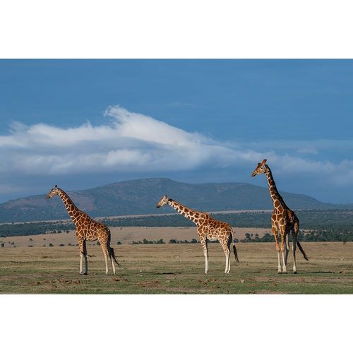 Hopkins, Cindy Miller 아티스트의 Africa-Kenya-Northern Frontier District-Ol Pejeta Conservancy-Reticulated giraffe작품입니다.